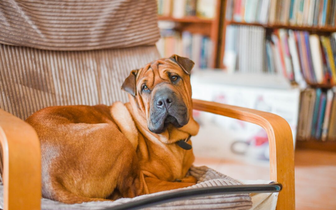 dog-on-a-chair- how to keep homes with dogs clean