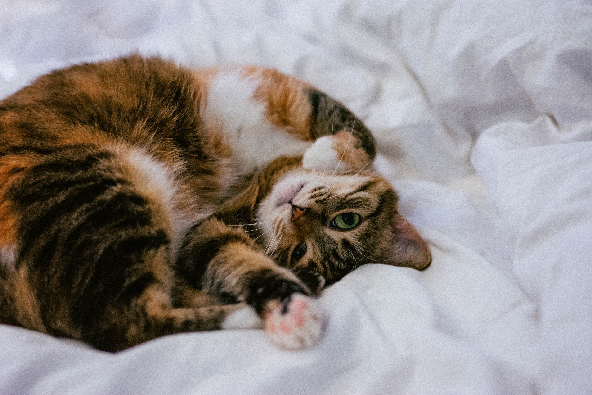 cat-on-blanket-pet-vacuum-attachment-main-image