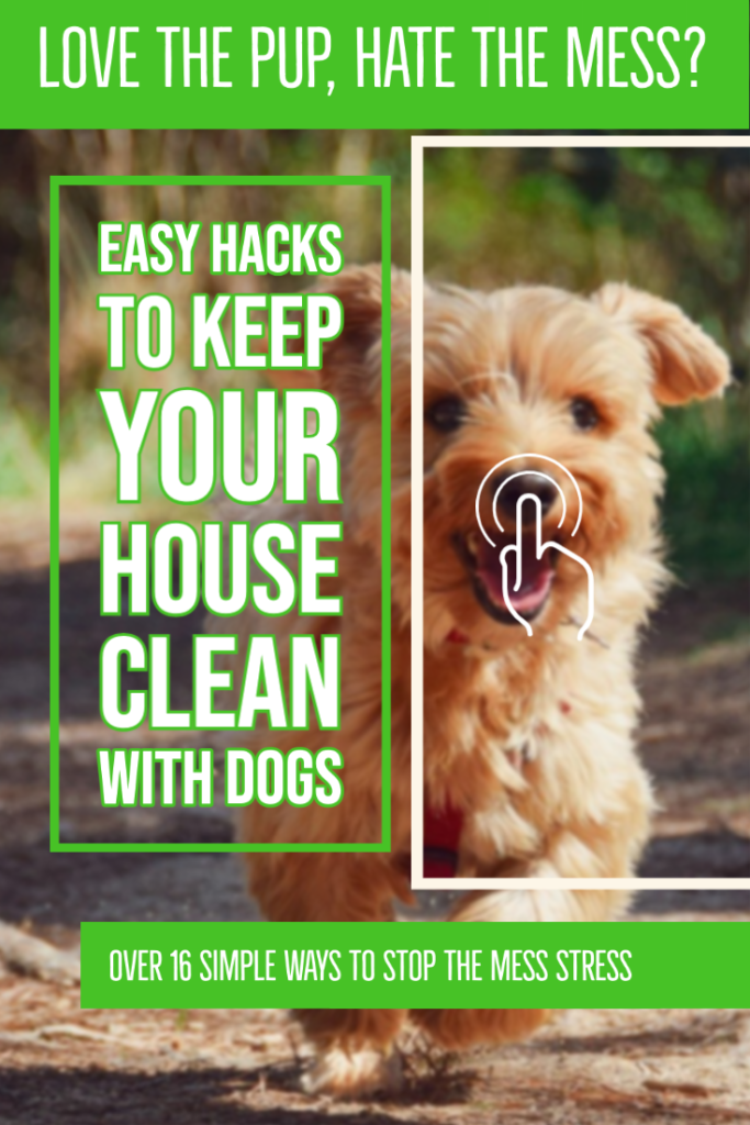 tips to keep your house clean even with dogs - pin