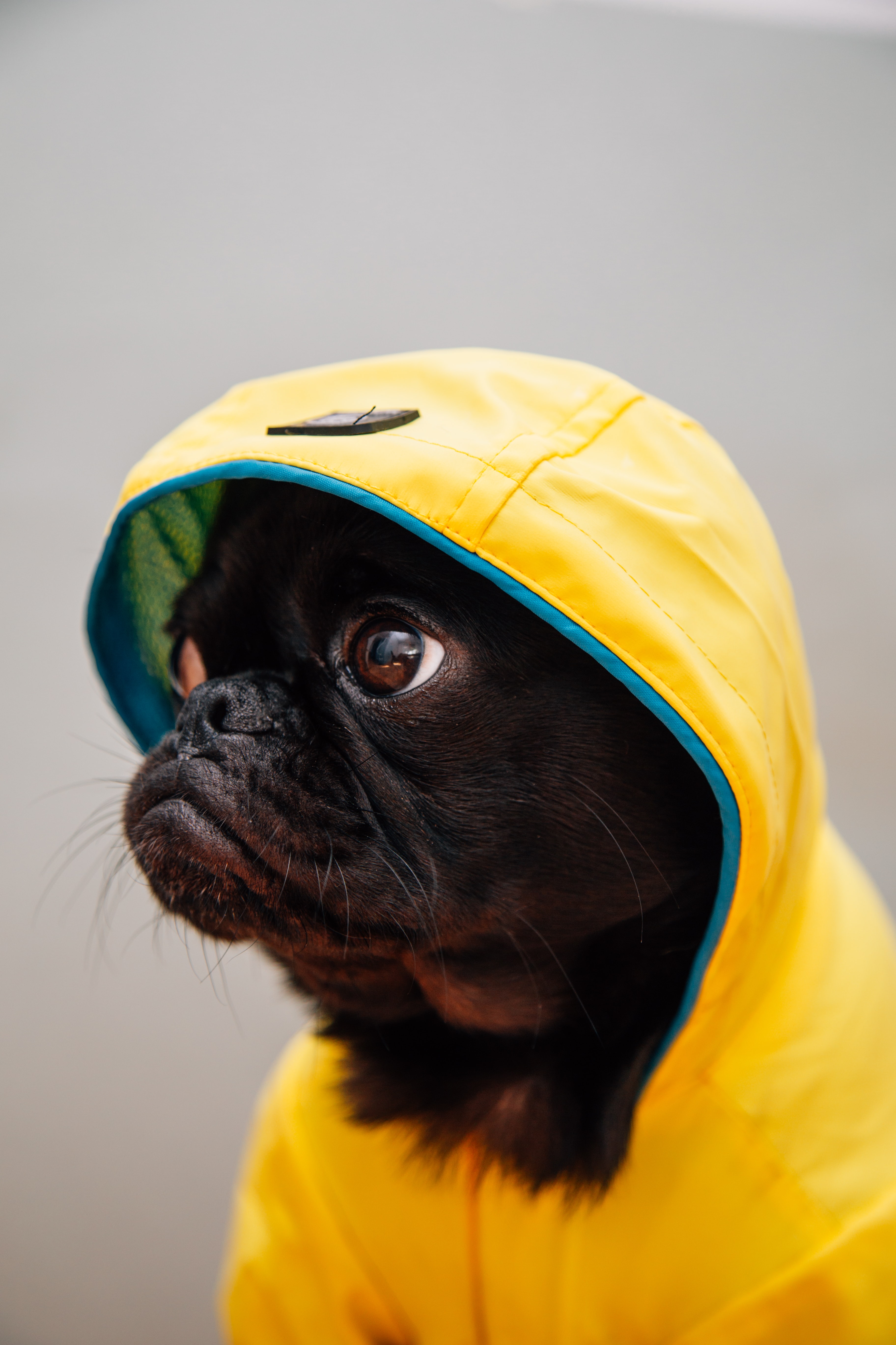 No More Soggy Dog! 6 Top-Rated Dog Raincoats to Help Protect Your Pup and Your Home